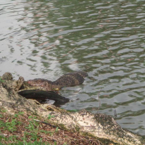 Dragão no Lumpini Park - Bangkok