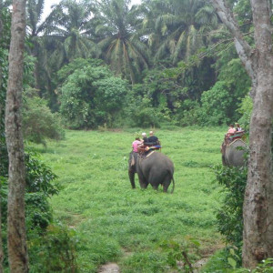 Passeio de elefante - Krabi