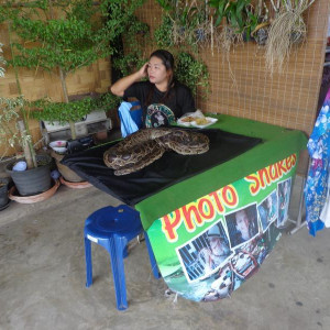 Serpentes no Mercado Flutuante