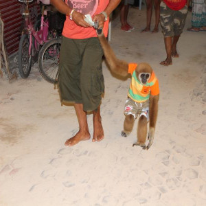 Macaco na praia de Ton Say