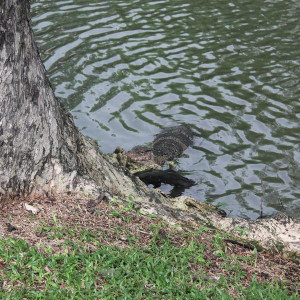 Dragão - Lumpini Park