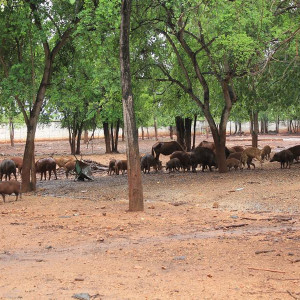 Animais na planicie do Tiger Temple