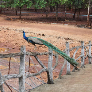 Pavão - Tiger Temple