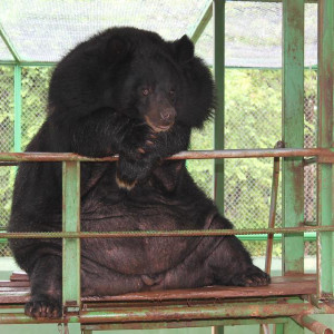 Urso no Tiger Temple