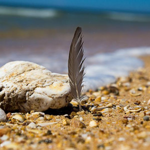 IMG 9461 (Copy)