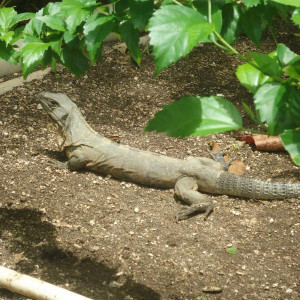 Iguana - Praia - Riu Tequila