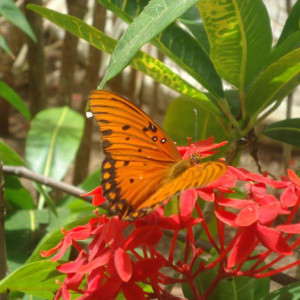 Natureza - Riu Tequila