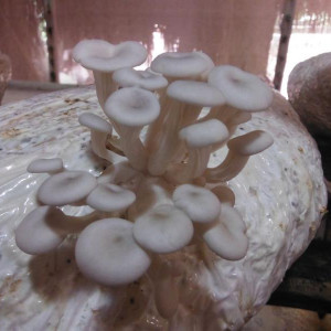 DSCF3697.JPG