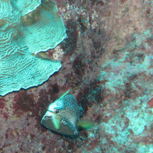 IMG_1141.JPG