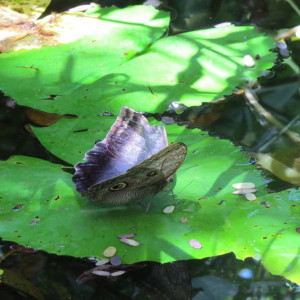 IMG_1285.JPG
