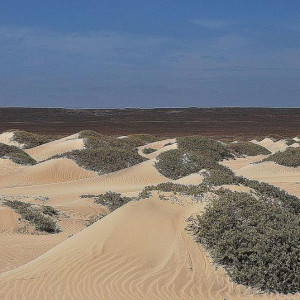 Dunas