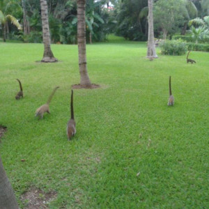 Coatis