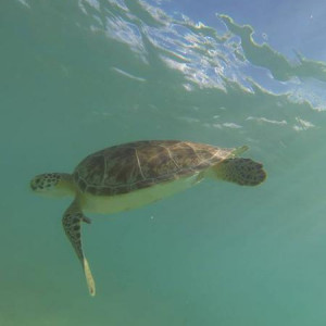 Akumal