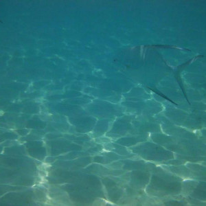 Peixe na Praia do Riu Tequila