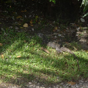 iguana