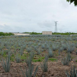Tequila 1