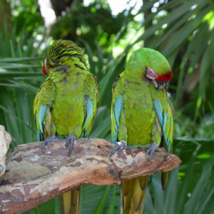 X-Caret 1.JPG