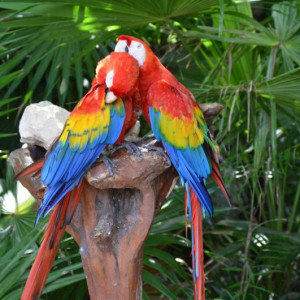 X-Caret 2.JPG
