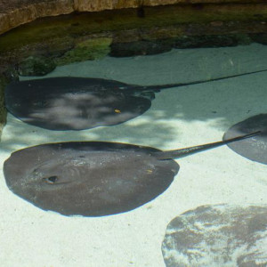 X-Caret 6.JPG