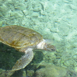 X-Caret 8.JPG