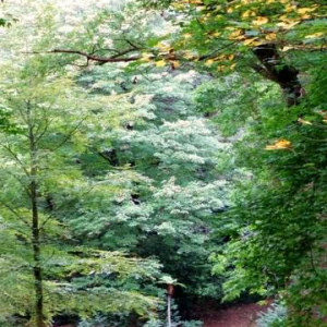 DSC03202Bussaco [640x480]p