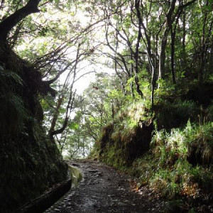 Madeira00061