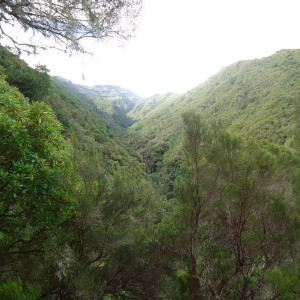Madeira00128