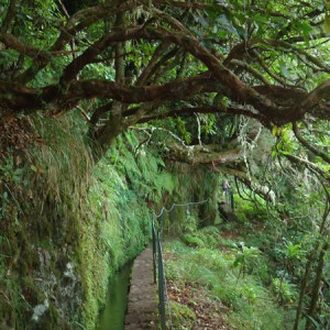 Madeira00130