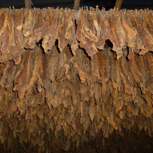 Plantações De Tabaco (1)