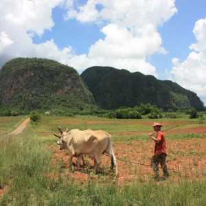 Plantações De Tabaco (10)