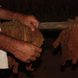 Plantações De Tabaco (12)