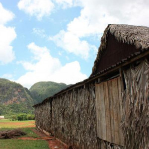Plantações De Tabaco (17)