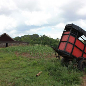 Plantações De Tabaco (19)