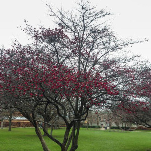 Copenhagen Garden1