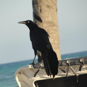 1praia__.jpg