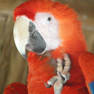 8xcaret.jpg