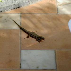 PICT4075.JPG