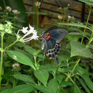 PICT4218.JPG