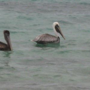 Pelicanos Caribeños  :)