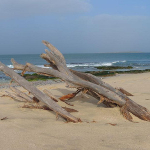 praia Carlota