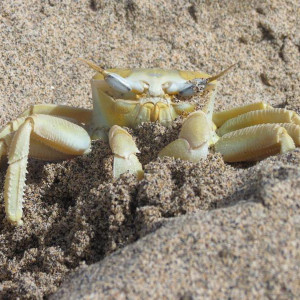 bichano