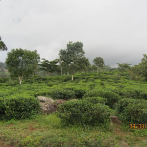 IMG 0868