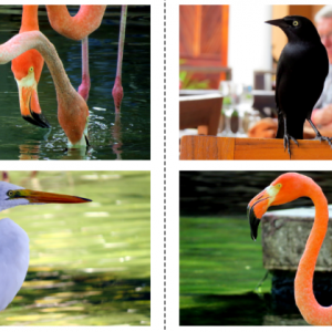 Animais no Hótel