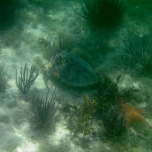 Isla Contoy