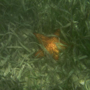 Isla Contoy
