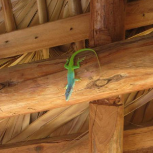Lagarto de Varadero