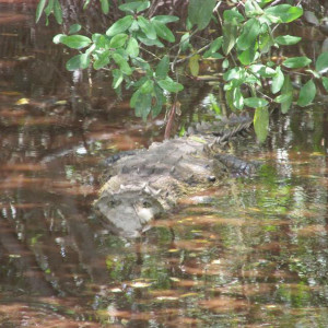 2014.07.27   174 Swamp Safari Village
