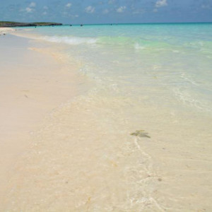 DSC 4225