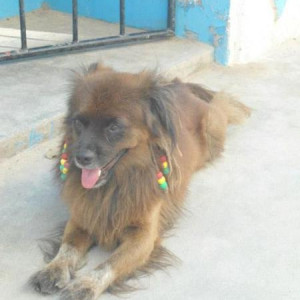rasta Dog