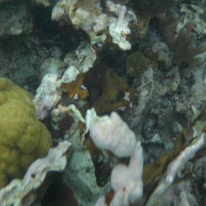 Coral